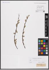 Foto von Salix aurita L.